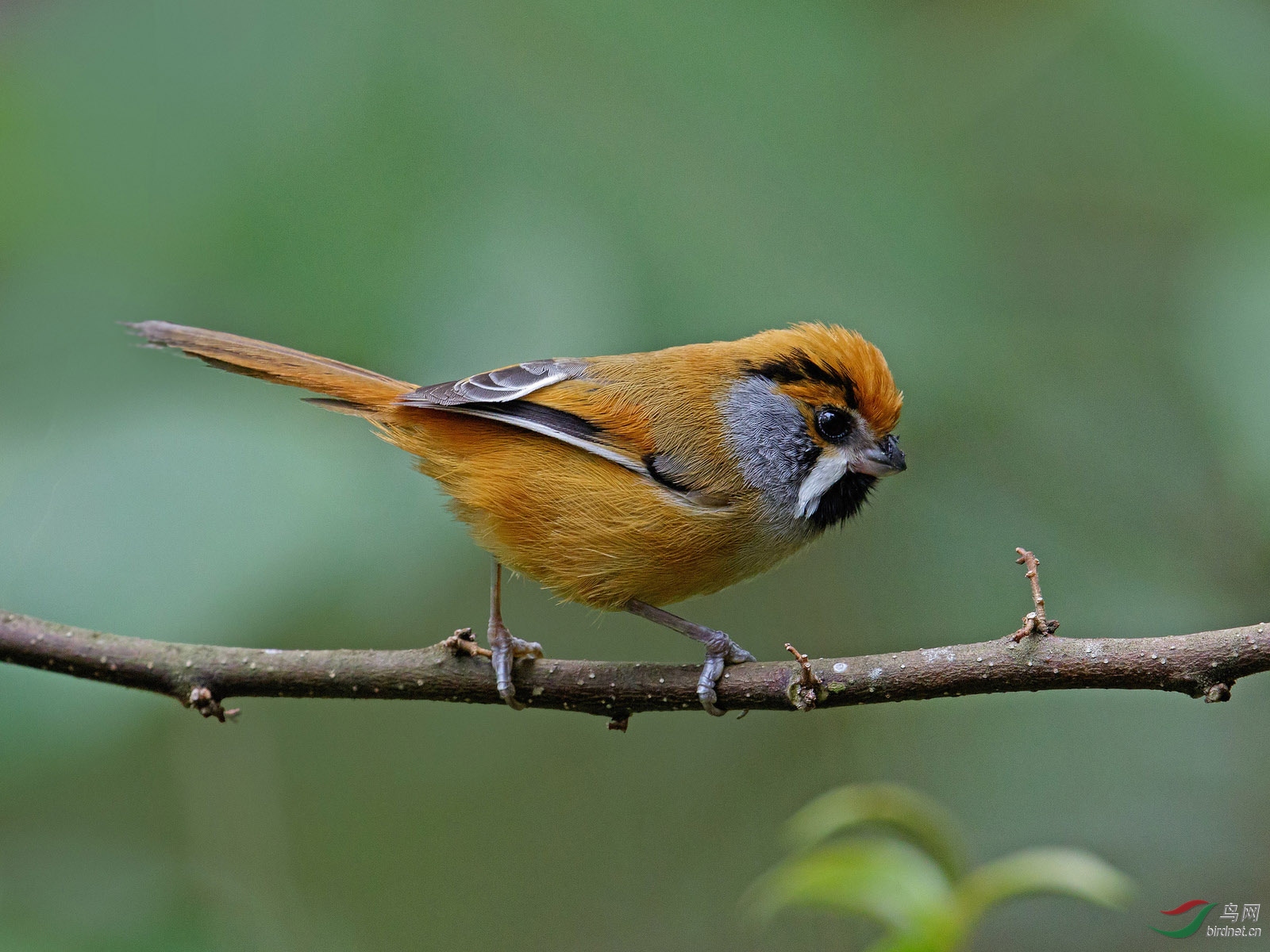 (黑喉鸦雀)black-throated parrotbill-贺图荣获每日精华!
