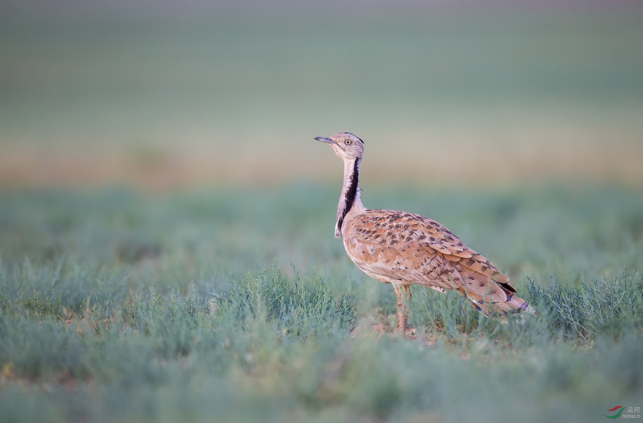 波斑鸨祝重庆版象重庆的天气一样火热