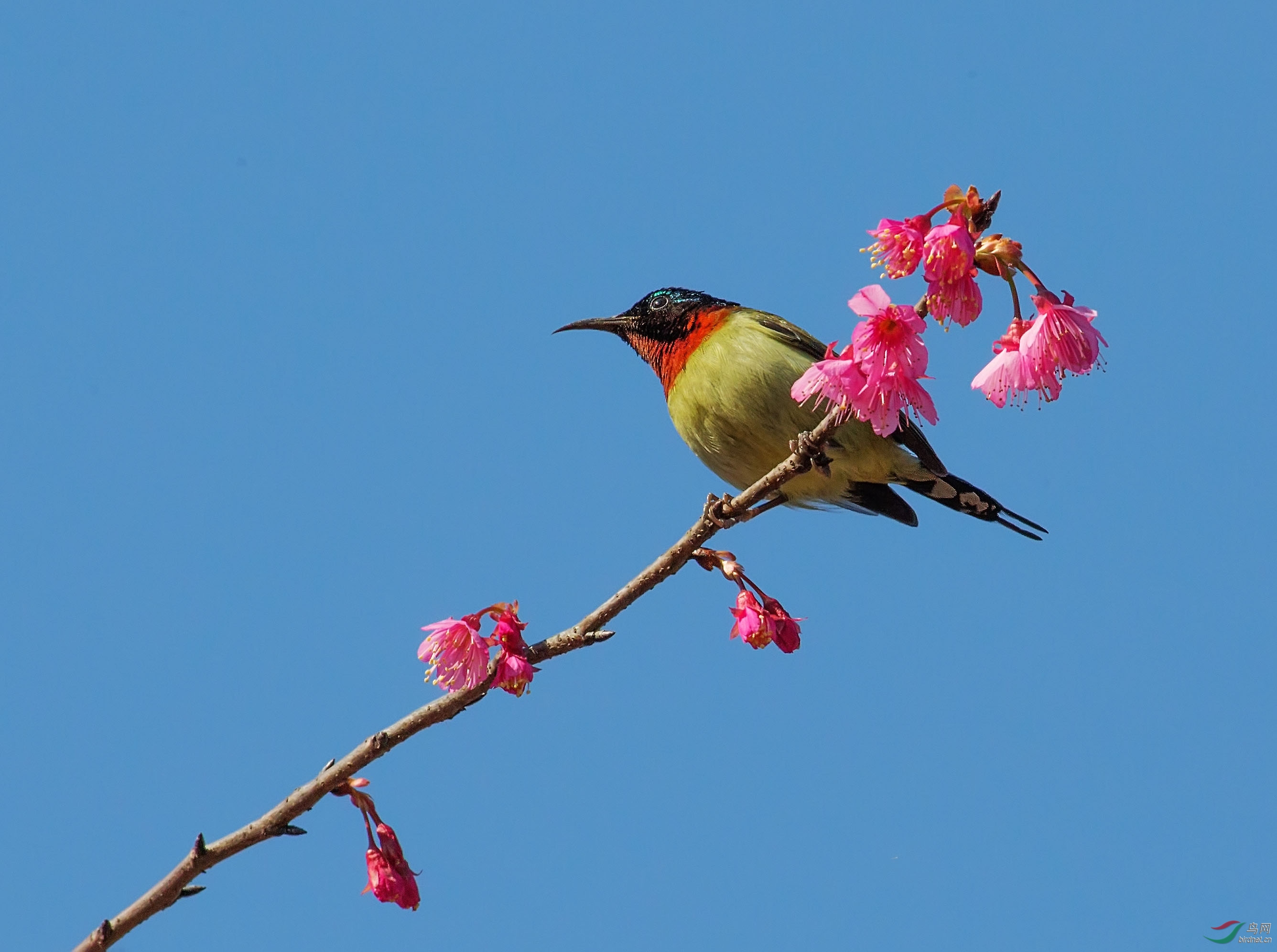 太阳鸟,送枝花儿给中国女排!