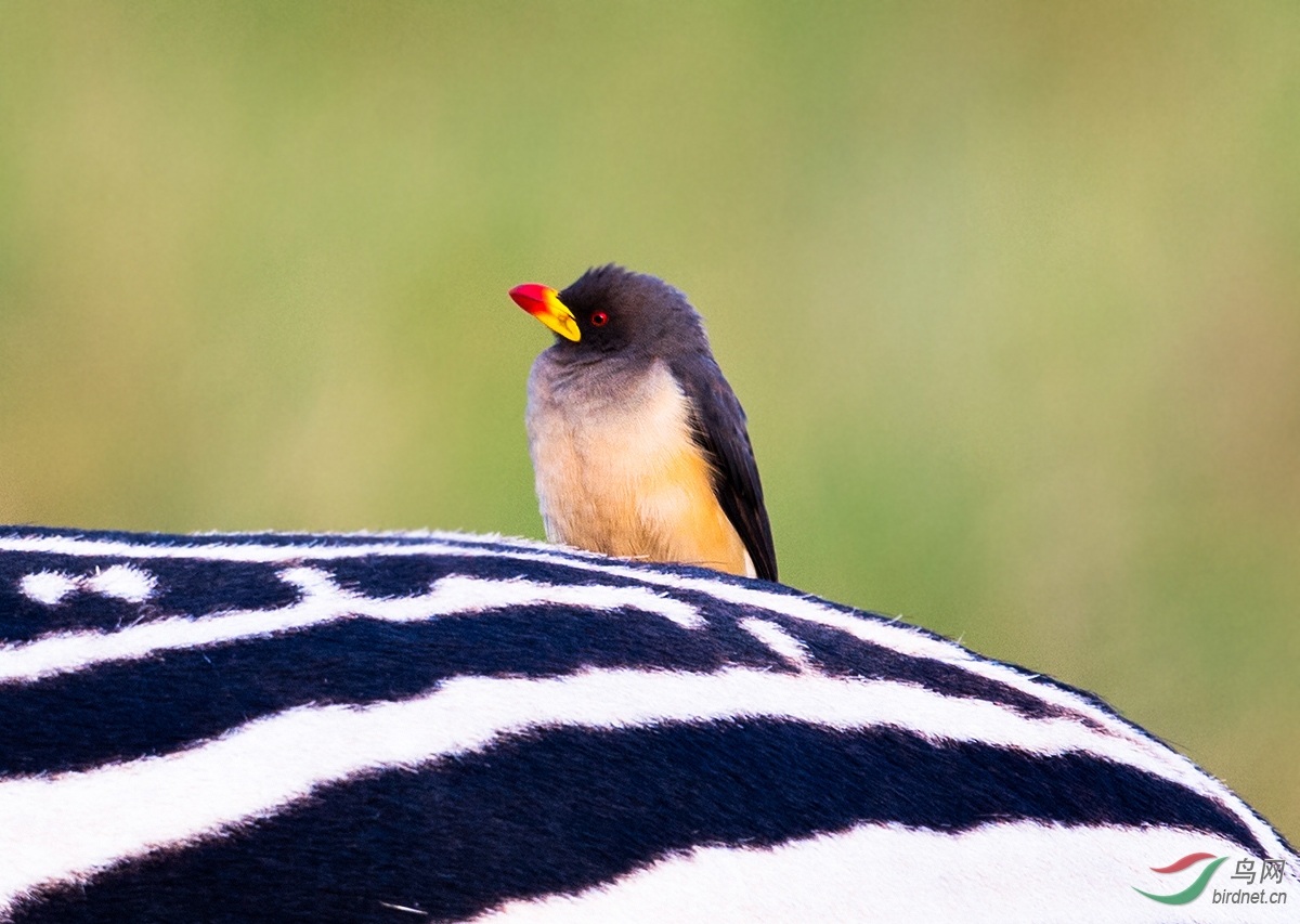 条纹上的牛椋鸟