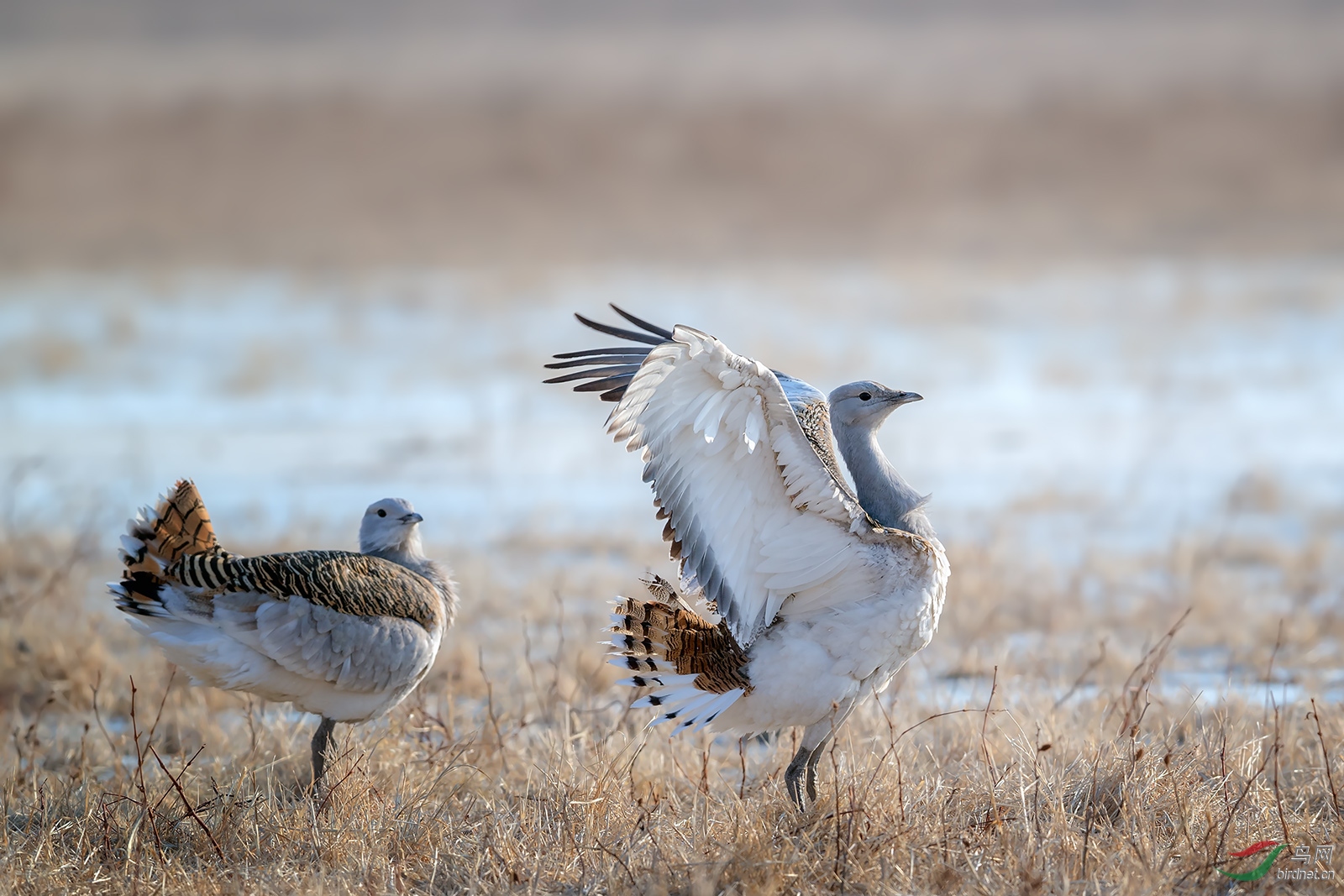 (大鸨)春之舞(贺图三获每日精华)