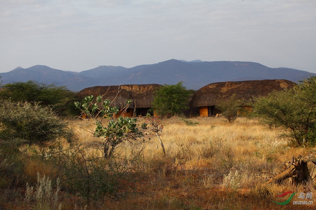 追忆肯尼亚—稀树草原桑布鲁