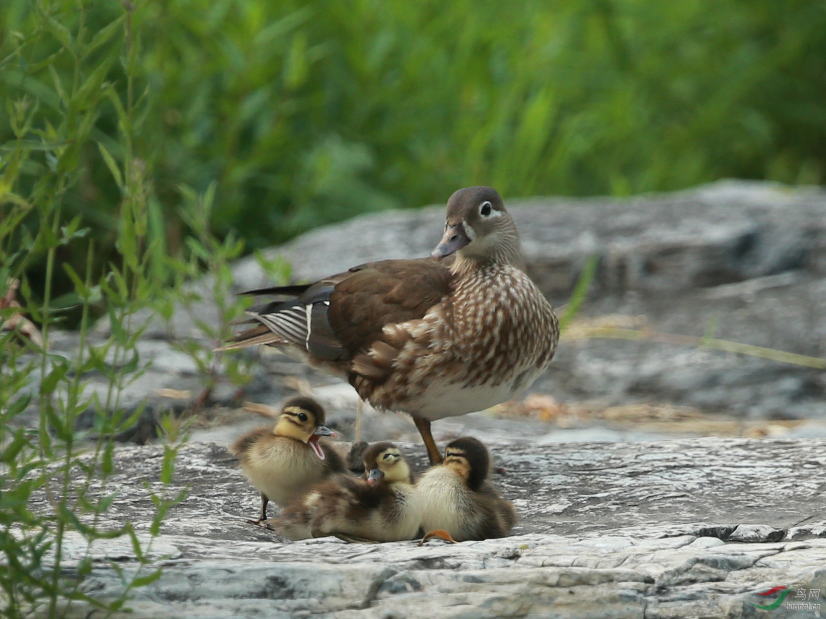 水鸟鸳鸯一家玉渊潭