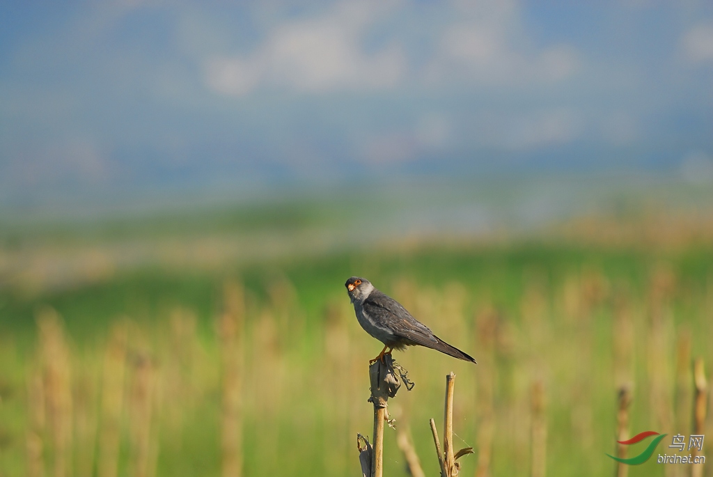 记录旷野中的阿穆尔隼