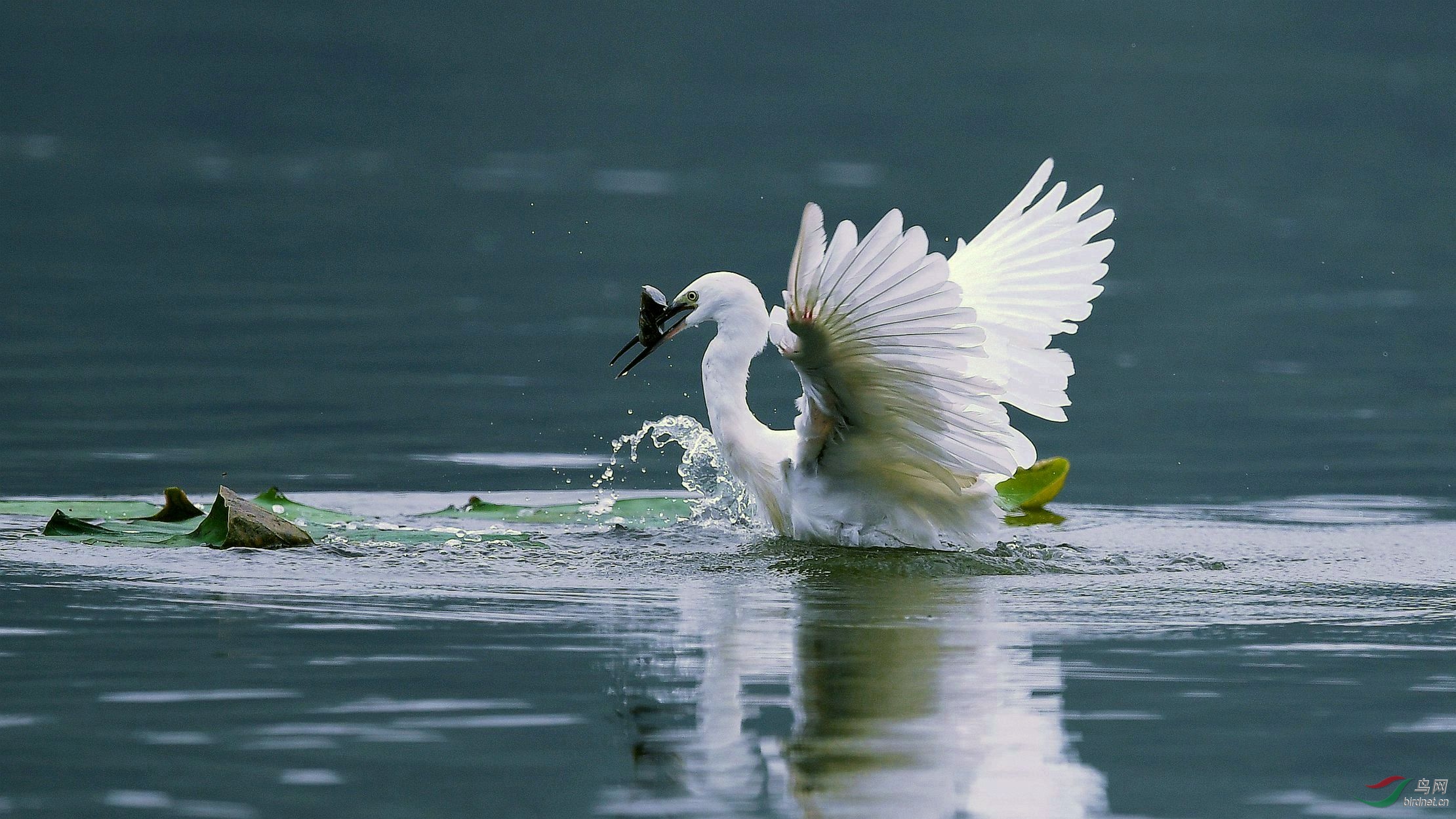 玄武湖中的鹭鸟2《白鹭》