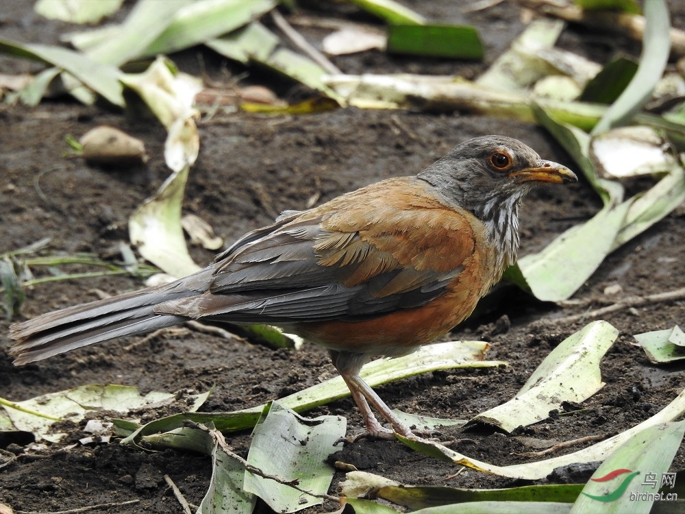 棕背鸲鸫rufousbackedthrush