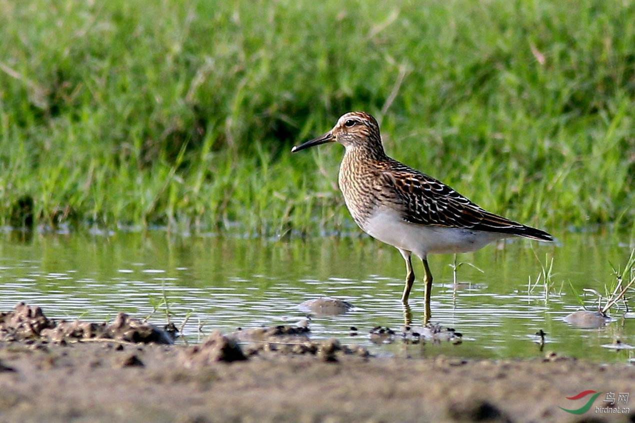 巢湖的稀客——斑胸滨鹬