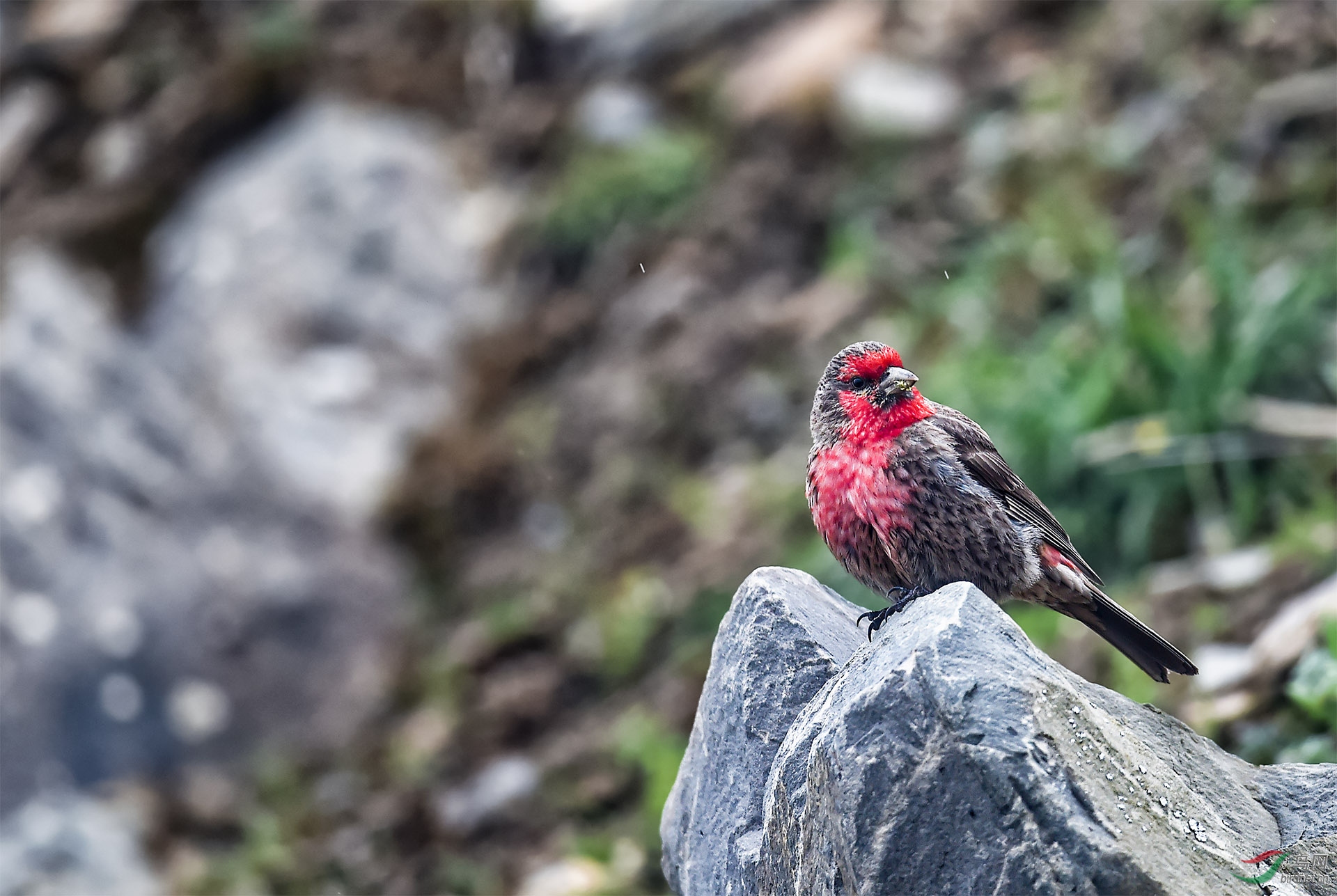 巴郎山颠的小精灵