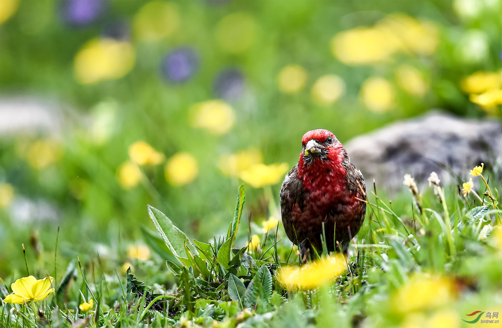 巴郎山颠的小精灵