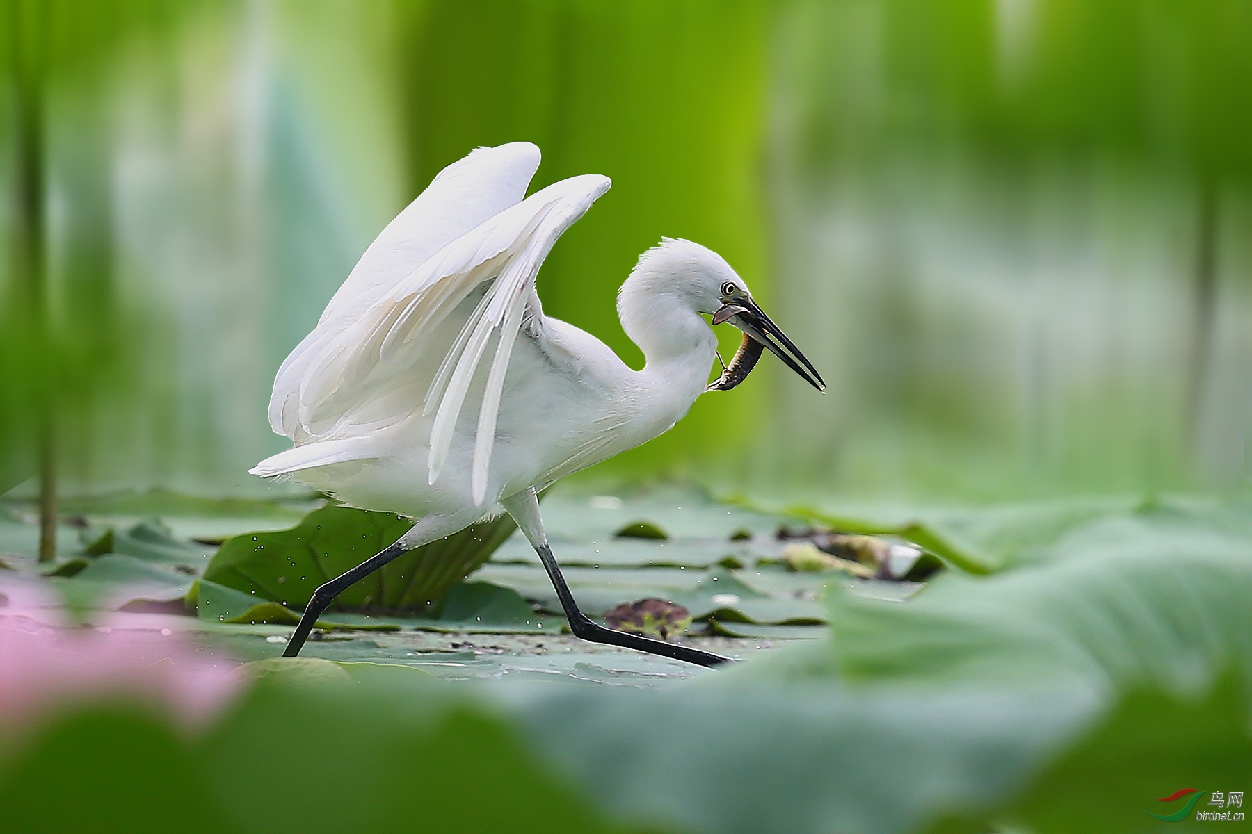 【每日一拍】之《白鹭捕鱼》