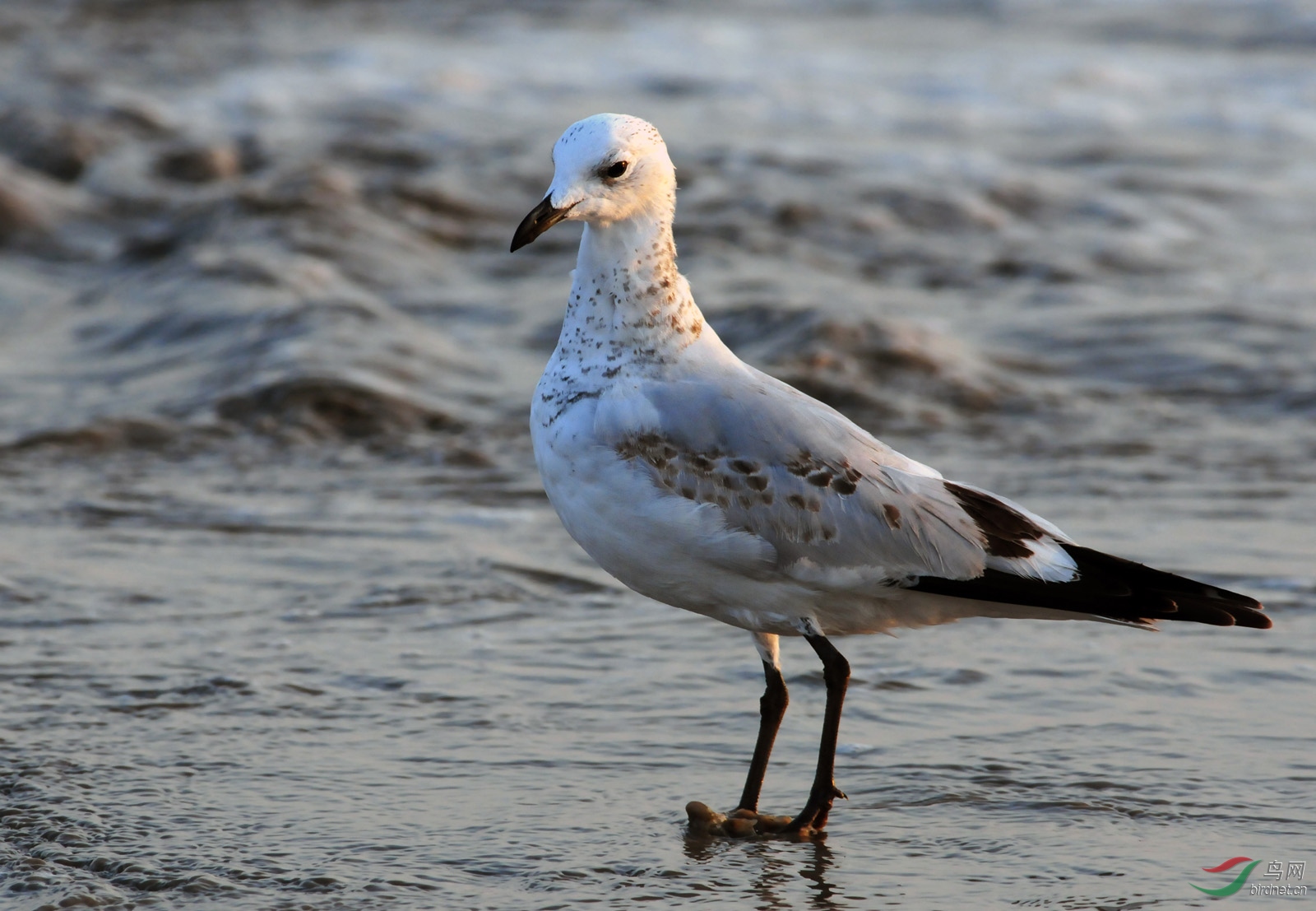 遗鸥——摄于六年前秋的迁徙季