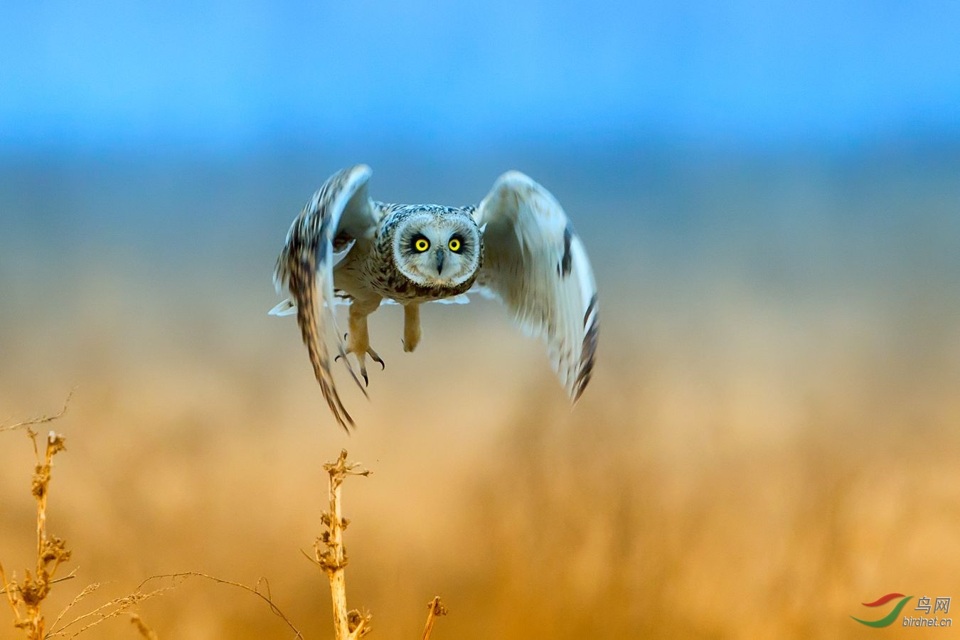 短耳鸮(学名:asio flammeus,英文名:short-eared owl)又叫小耳木兔