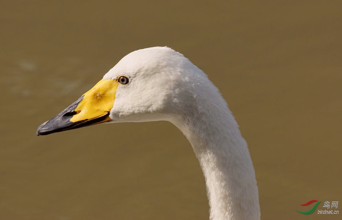 近看天鹅