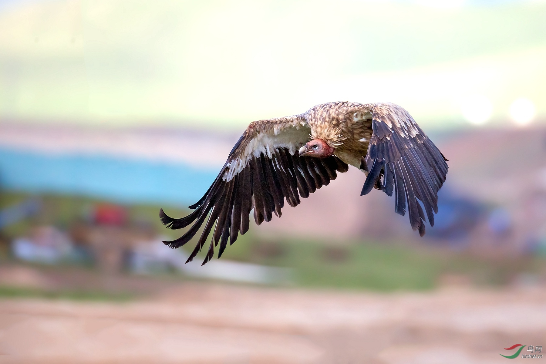 himalayensis,英文名:himalayan vulture)屬隼形目鷹科禿鷲亞科兀鷲屬