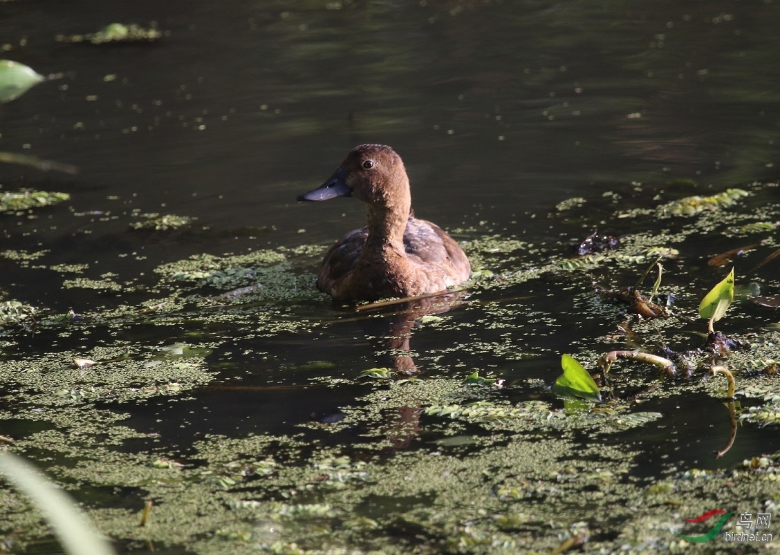 这个秃头鸭子是红头潜鸭吧请教各位老师