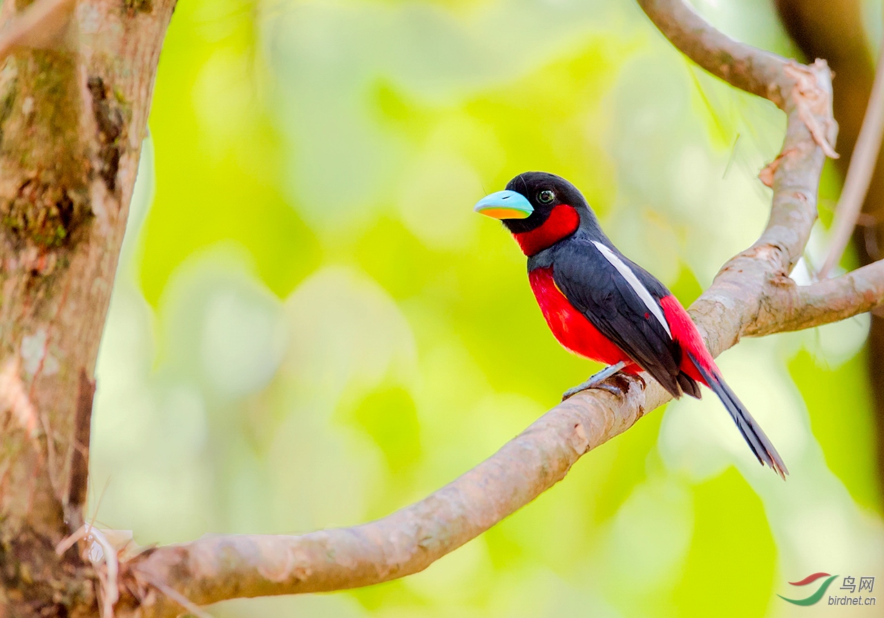 黑红阔嘴鸟黑红阔嘴鸟荣获首页精华