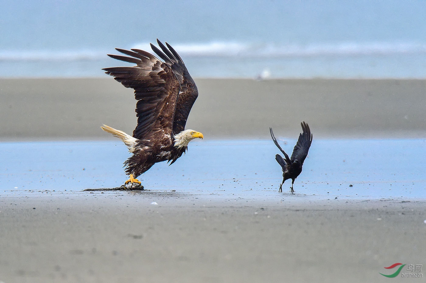 白头海雕雨中白头雕抢夺食物祝贺获每日精华