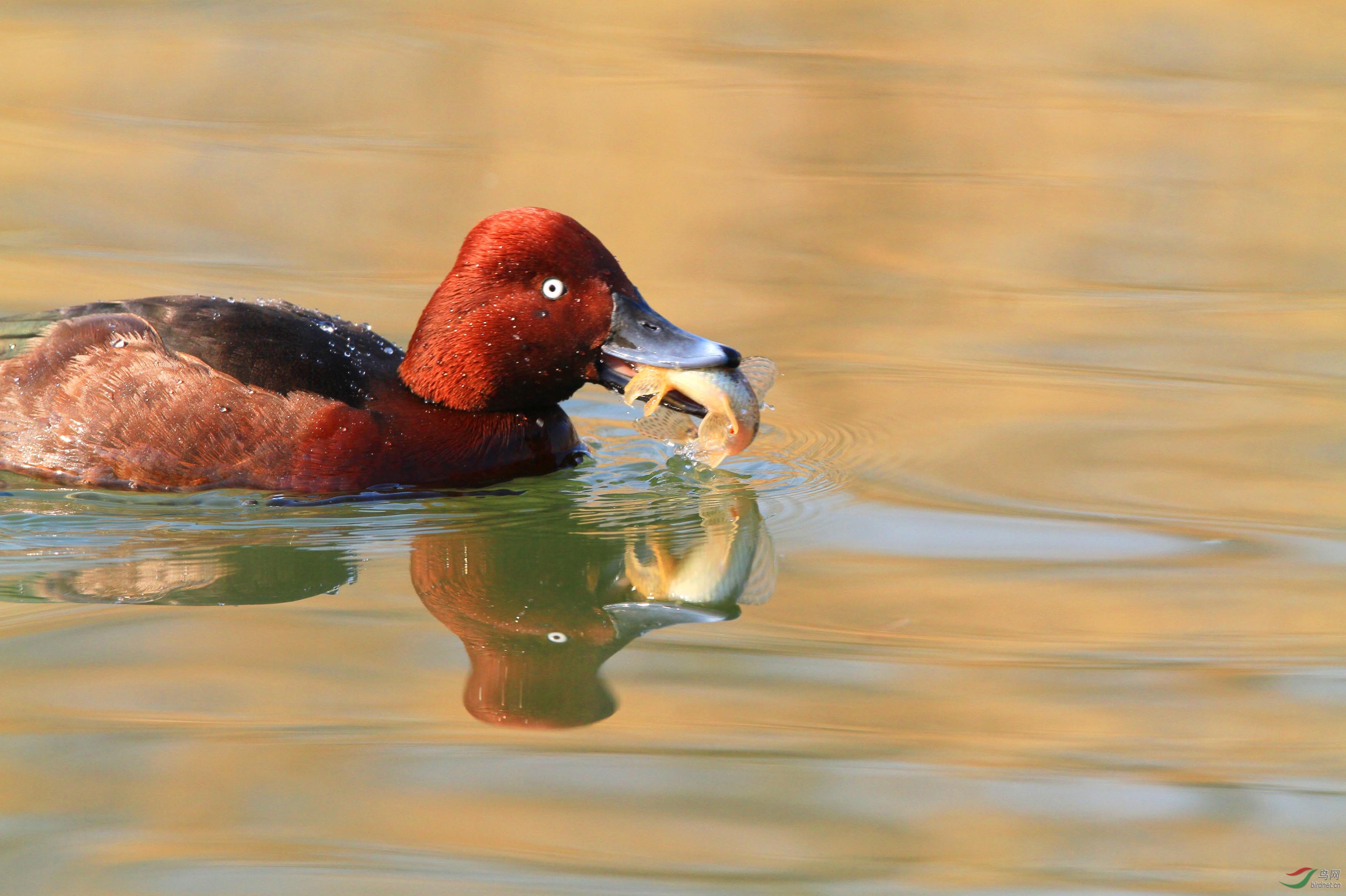 抓鱼能手白眼浅鸭