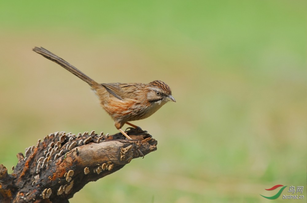 外号大尾巴狼山鹛
