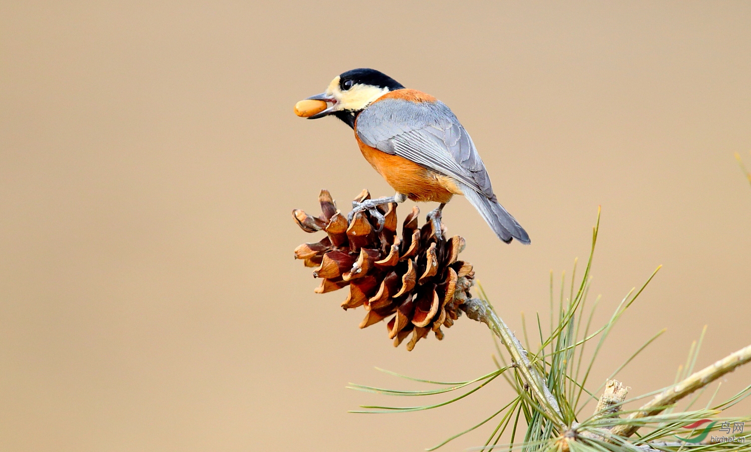 杂色山雀爱吃松子!