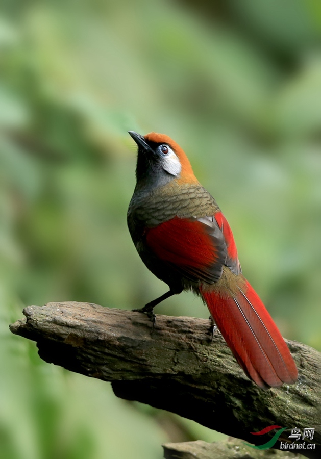 一个白脸一个红脸