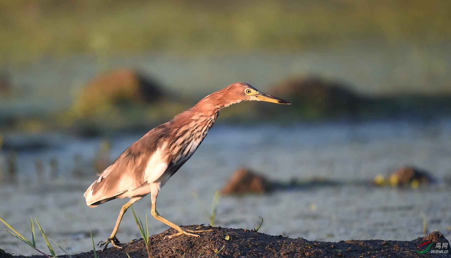晨光中的小池鹭