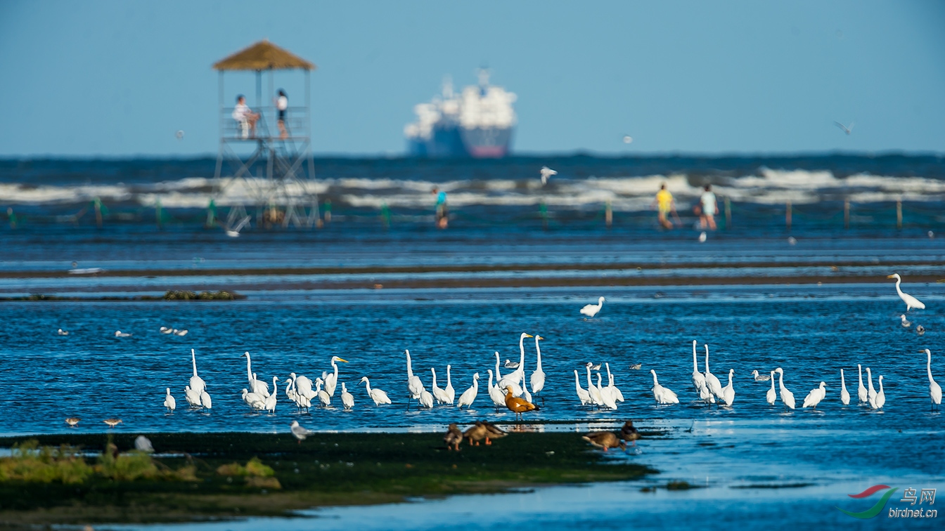 中国观鸟圣地之一北戴河鸽子窝湿地观鸟季