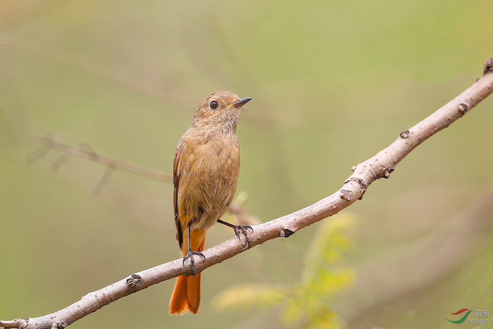 华北,华中至西南一带的夏候鸟,越冬于长江以南,一般性常见鸟