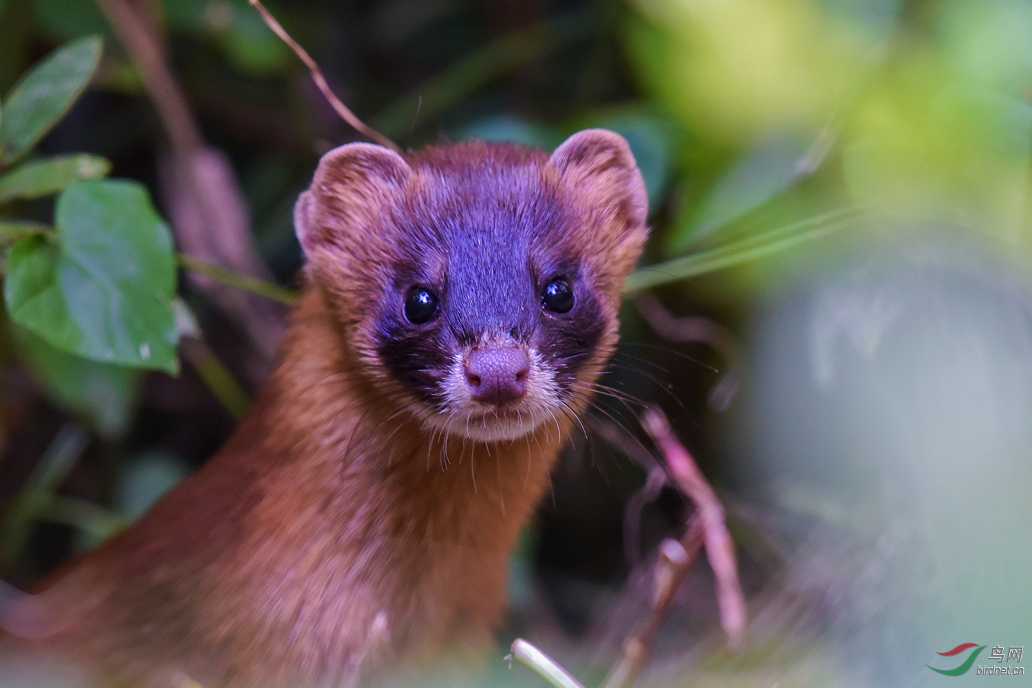 黄鼠狼进城为哪般
