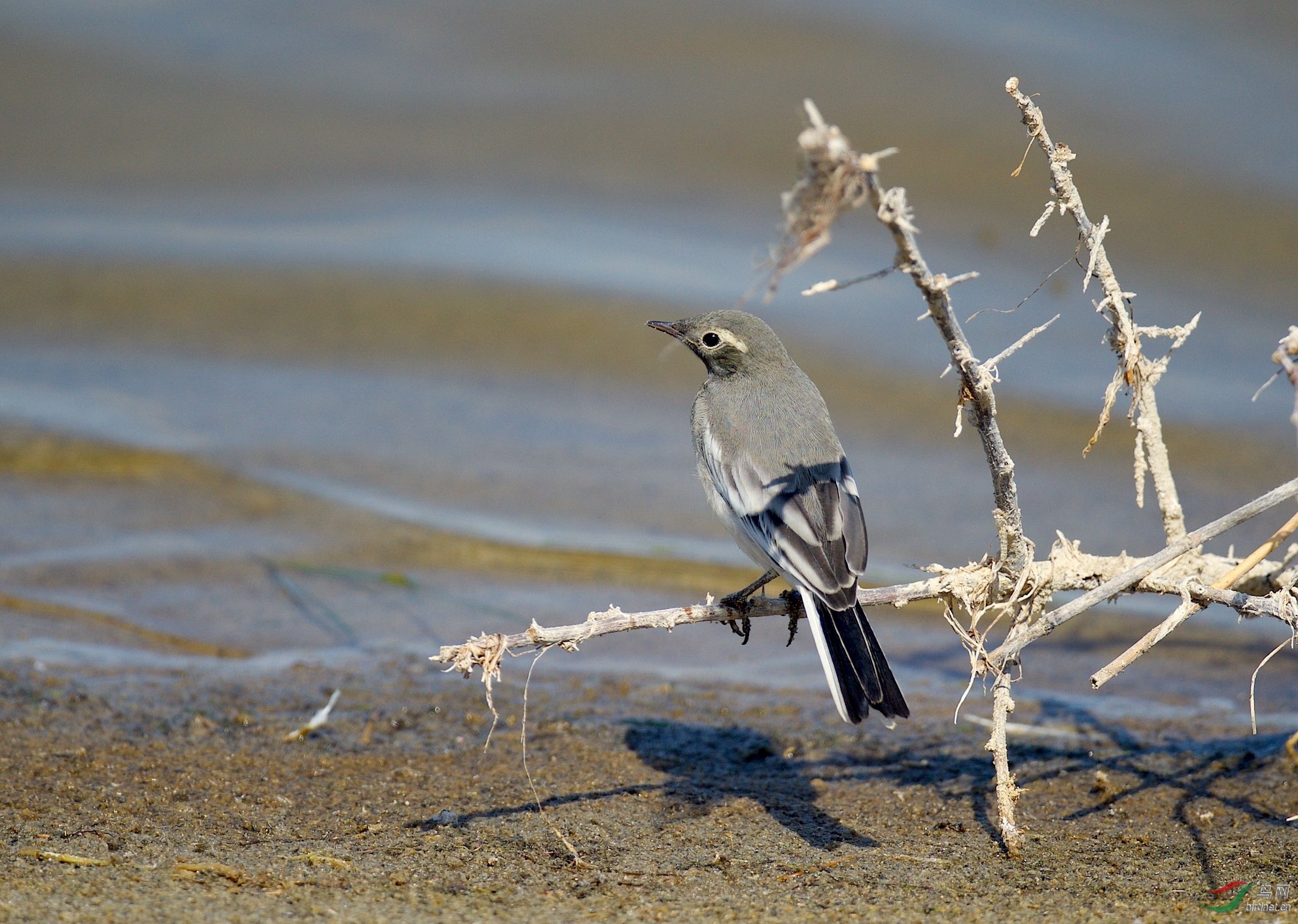新疆生态摄影:乌伦古湖畔:呆萌小小鸟(求鸟名)靓照一组