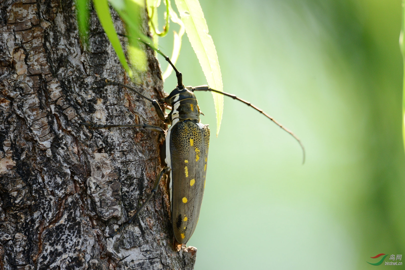 老柳树上的甲虫