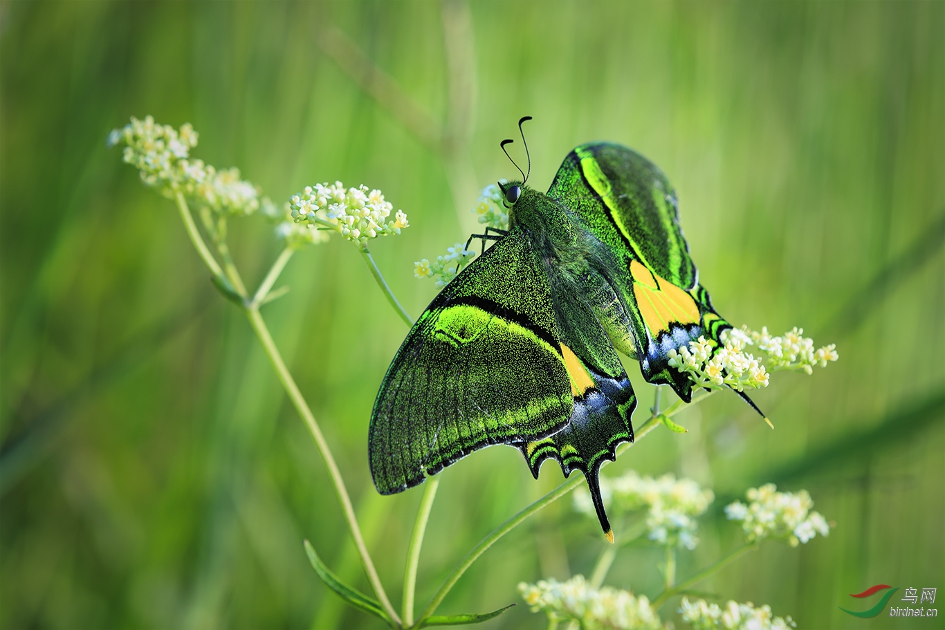 世界名蝶之首金斑喙凤蝶
