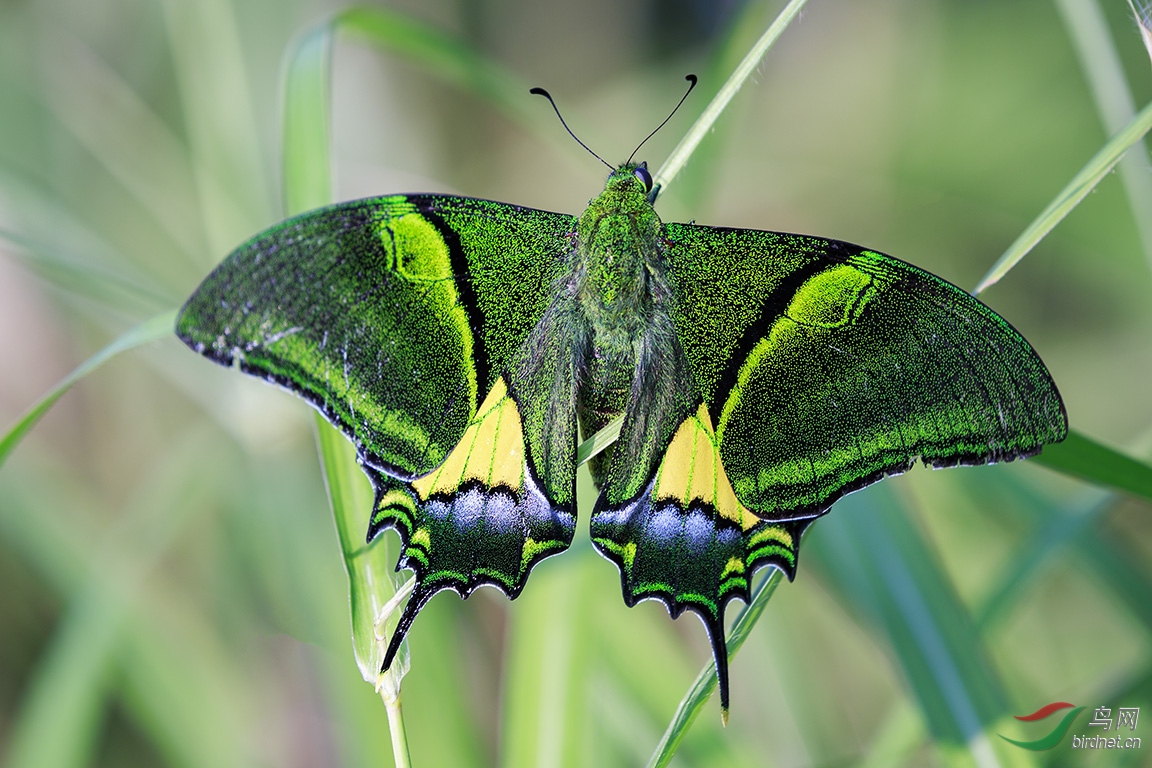 世界名蝶之首金斑喙凤蝶
