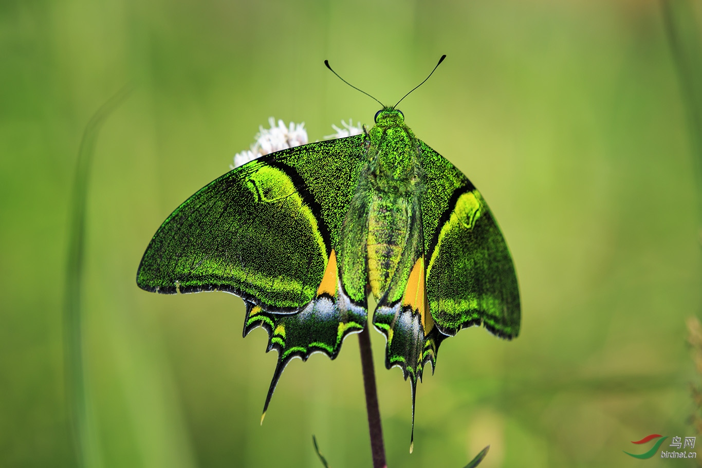 世界名蝶之首金斑喙凤蝶