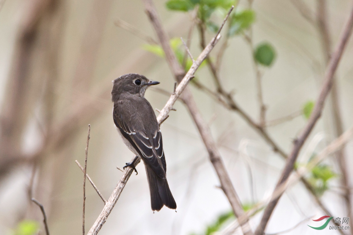 鸟盲求鸟名——感谢老师赐教!根据宝版和呷浪老师的意见,确定为北灰鹟