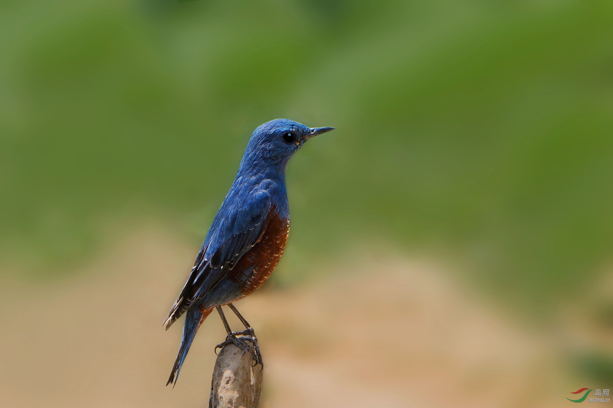 藍磯鶇(學名:monticola solitarius)是中等體型的青石灰色磯鶇,雄鳥上