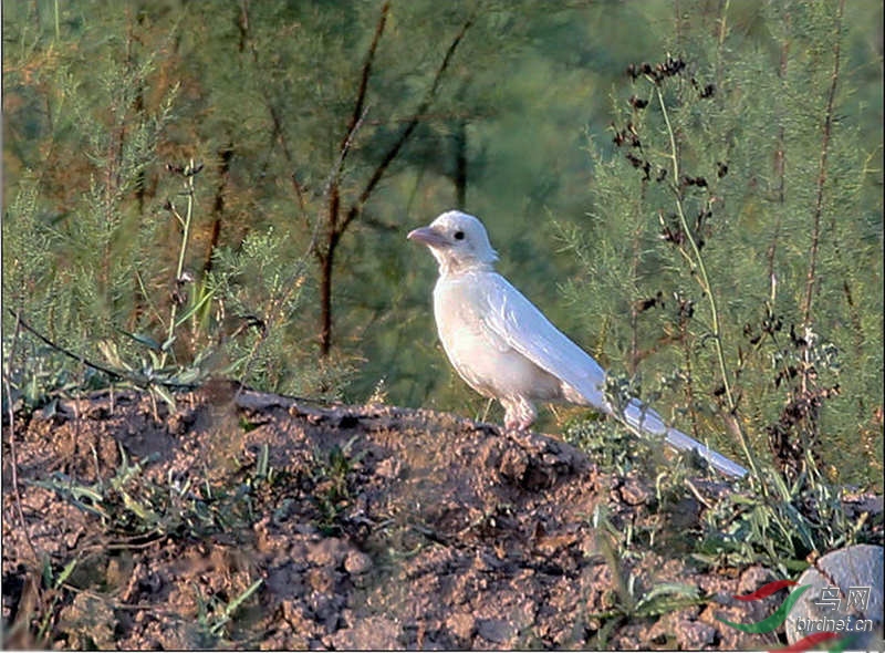 甘肃张掖黑河湿地发现白喜鹊