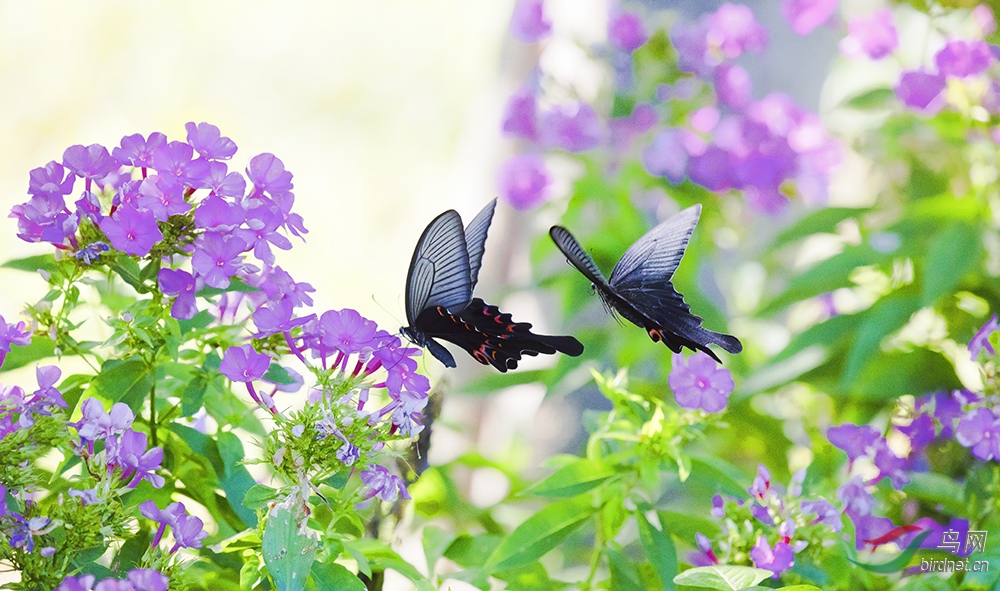 彩蝶翩翩花丛来
