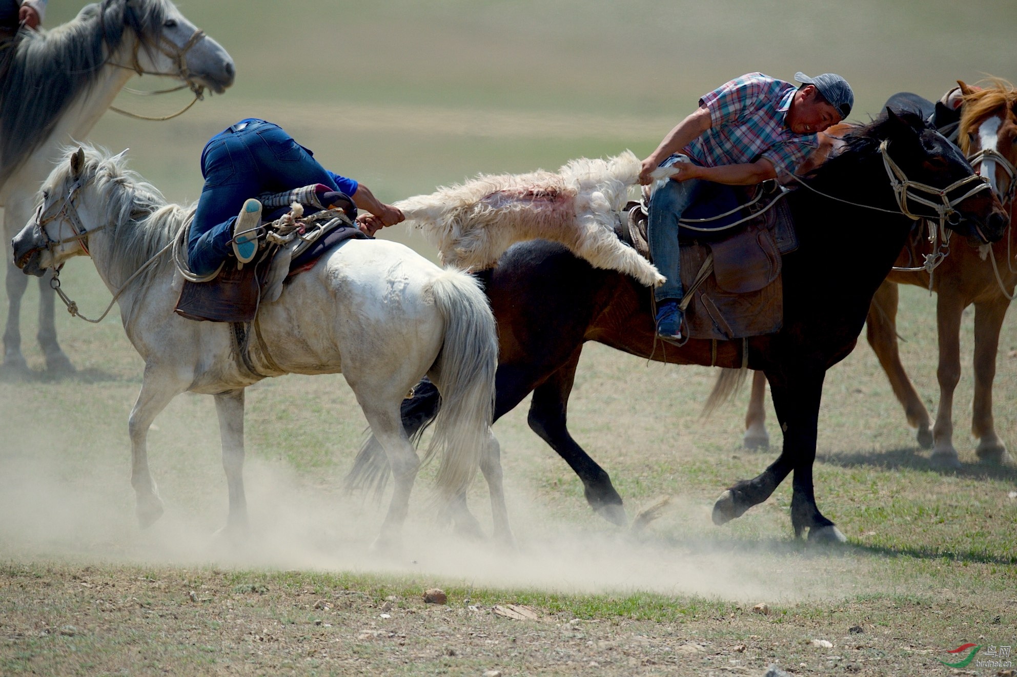 新疆哈萨克族的风俗图片
