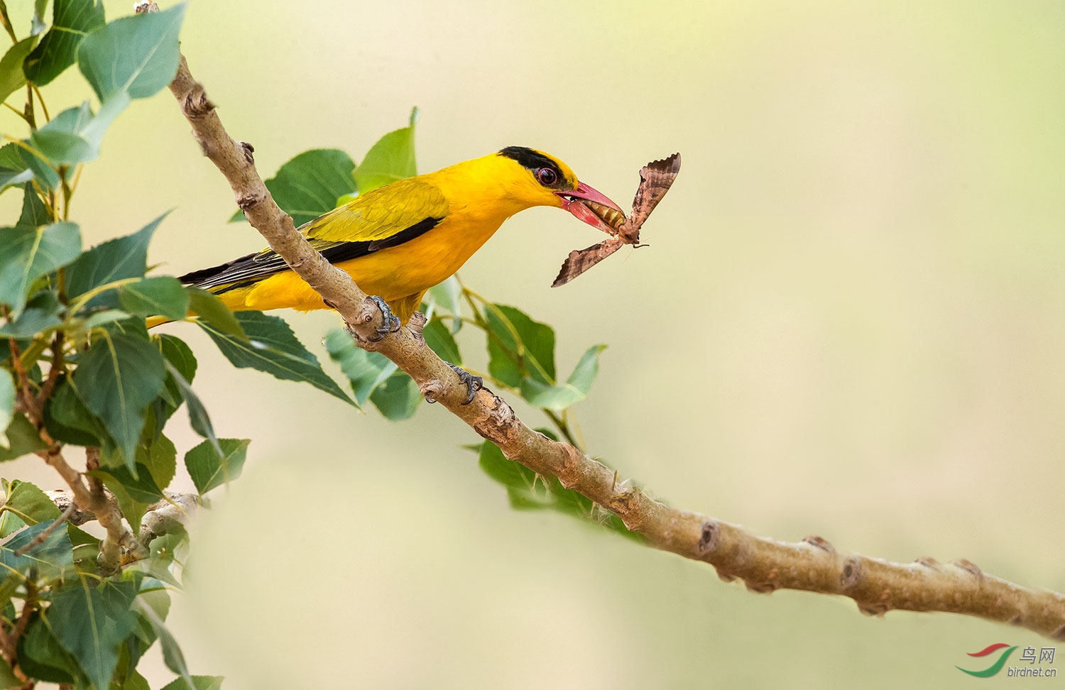 林鸟黑枕黄鹂捕食黑枕黄鹂鸟