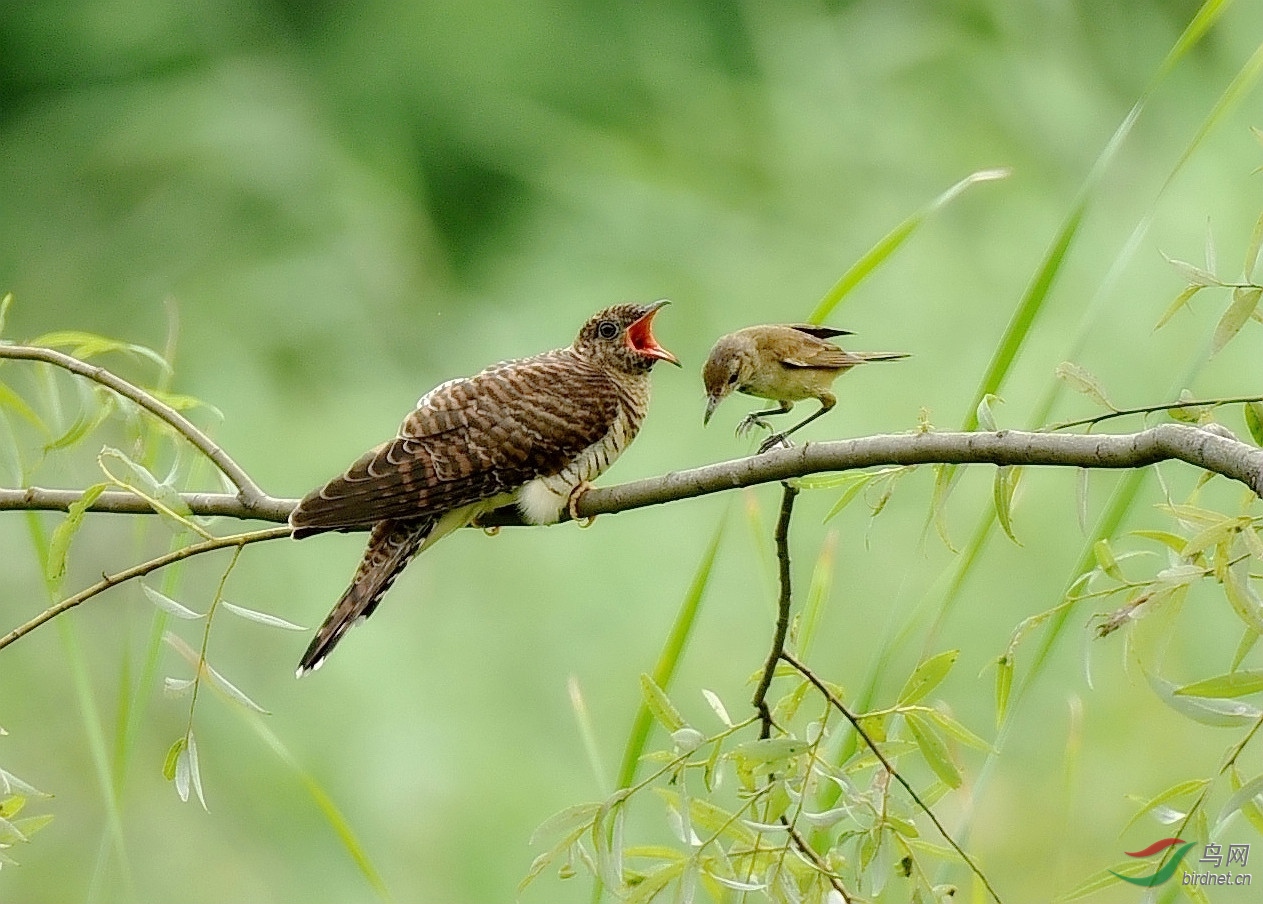 苇莺与杜鹃