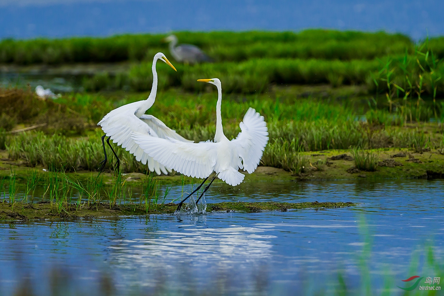 北戴河白鹭季之大白鹭对舞