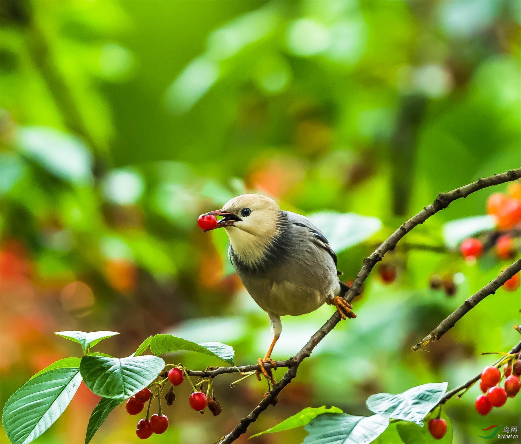 吃樱桃的金丝椋鸟
