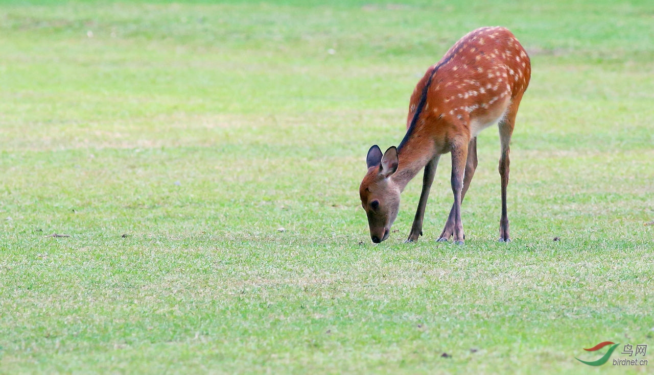 雌雄梅花鹿觅食