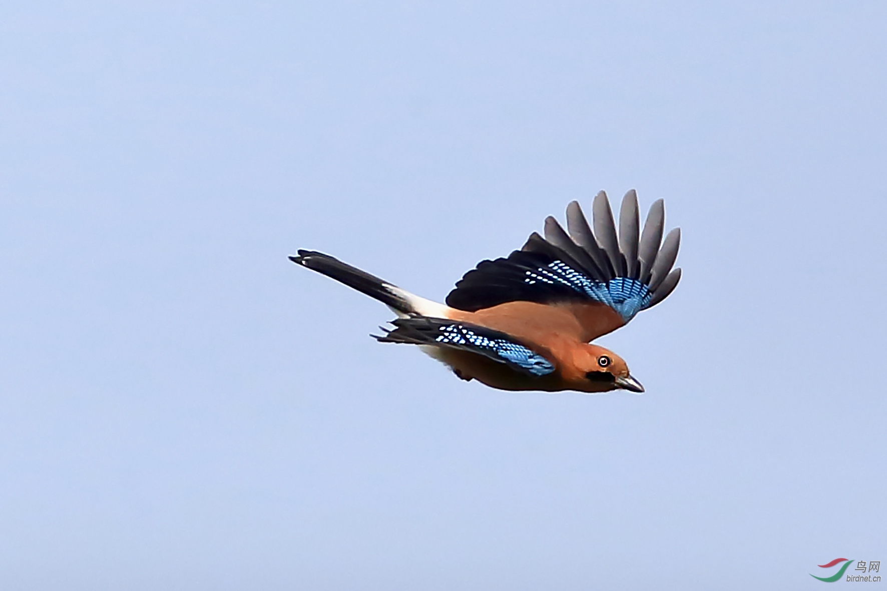 空中飞翔的松鸦