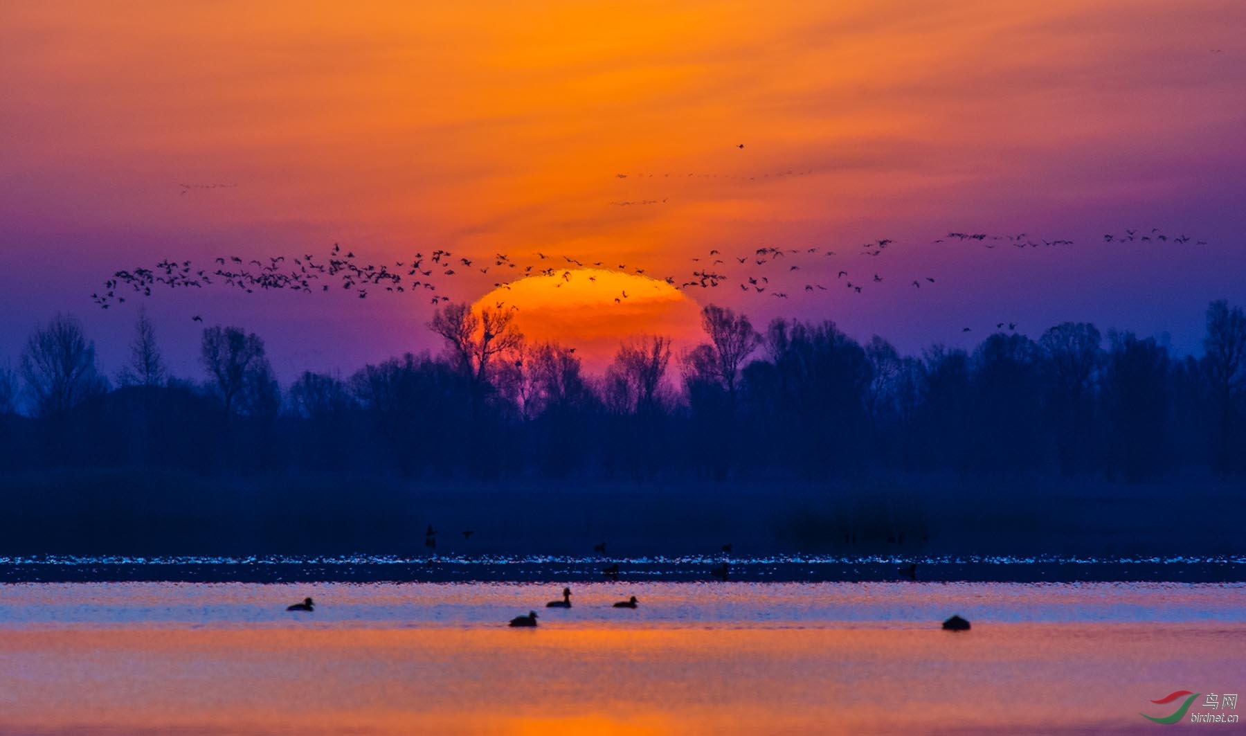 破晓时分迁徙的鸟儿