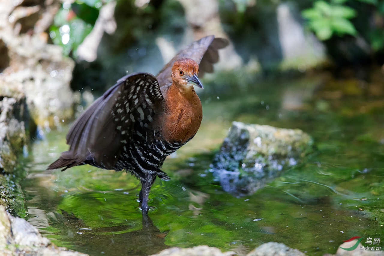 展翅白喉斑秧鸡