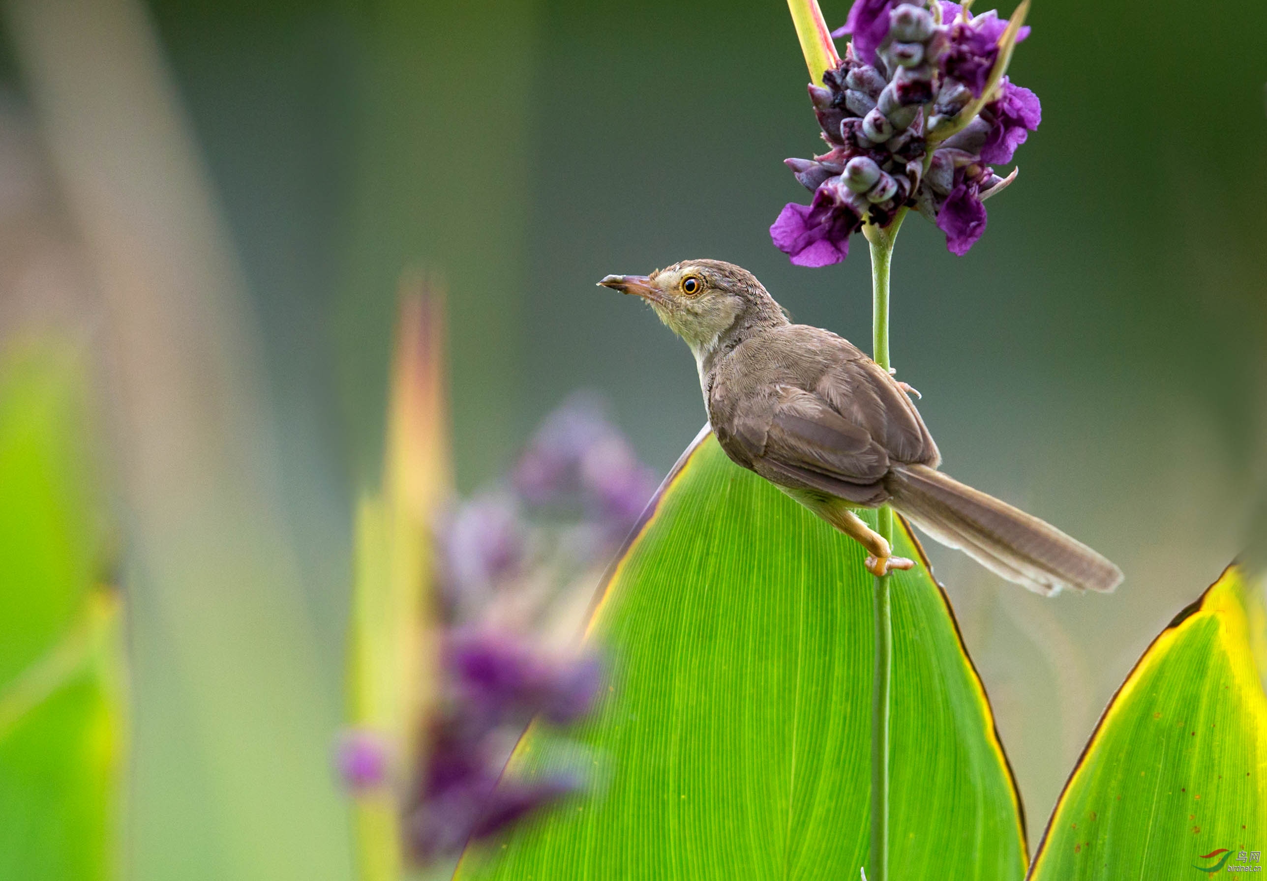灵动的褐头焦莺