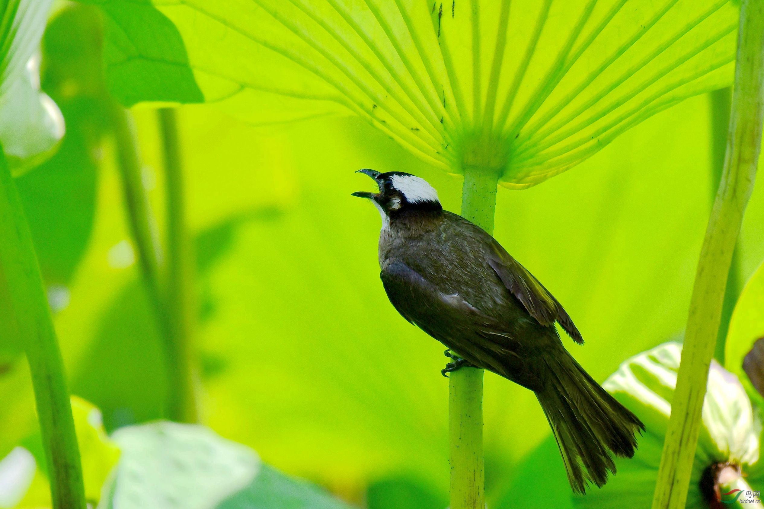 荷叶伞下的白头鹎