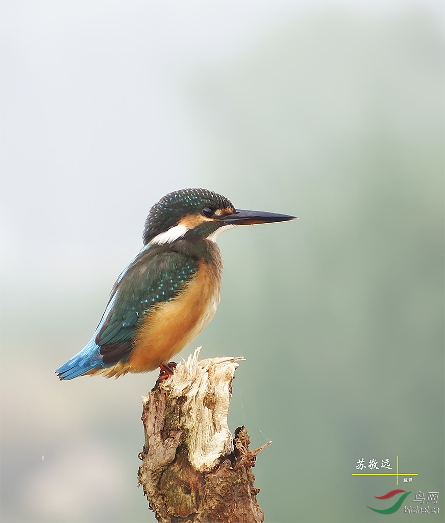 DSCF6347СС ���˺�.jpg